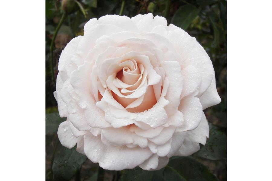 HYBRID TEA STD